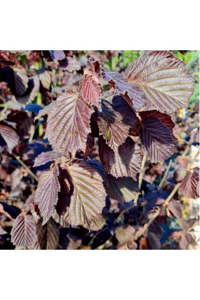 Ліщина велика Пурпуреа 